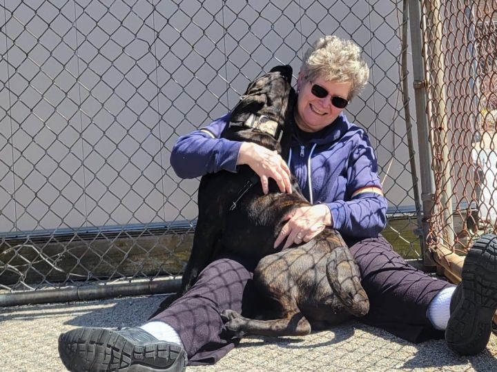 Betty, an adoptable Mastiff & Cane Corso Mix in Cranston, RI_image-2