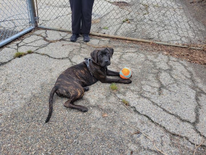 Betty, an adoptable Mastiff & Cane Corso Mix in Cranston, RI_image-5