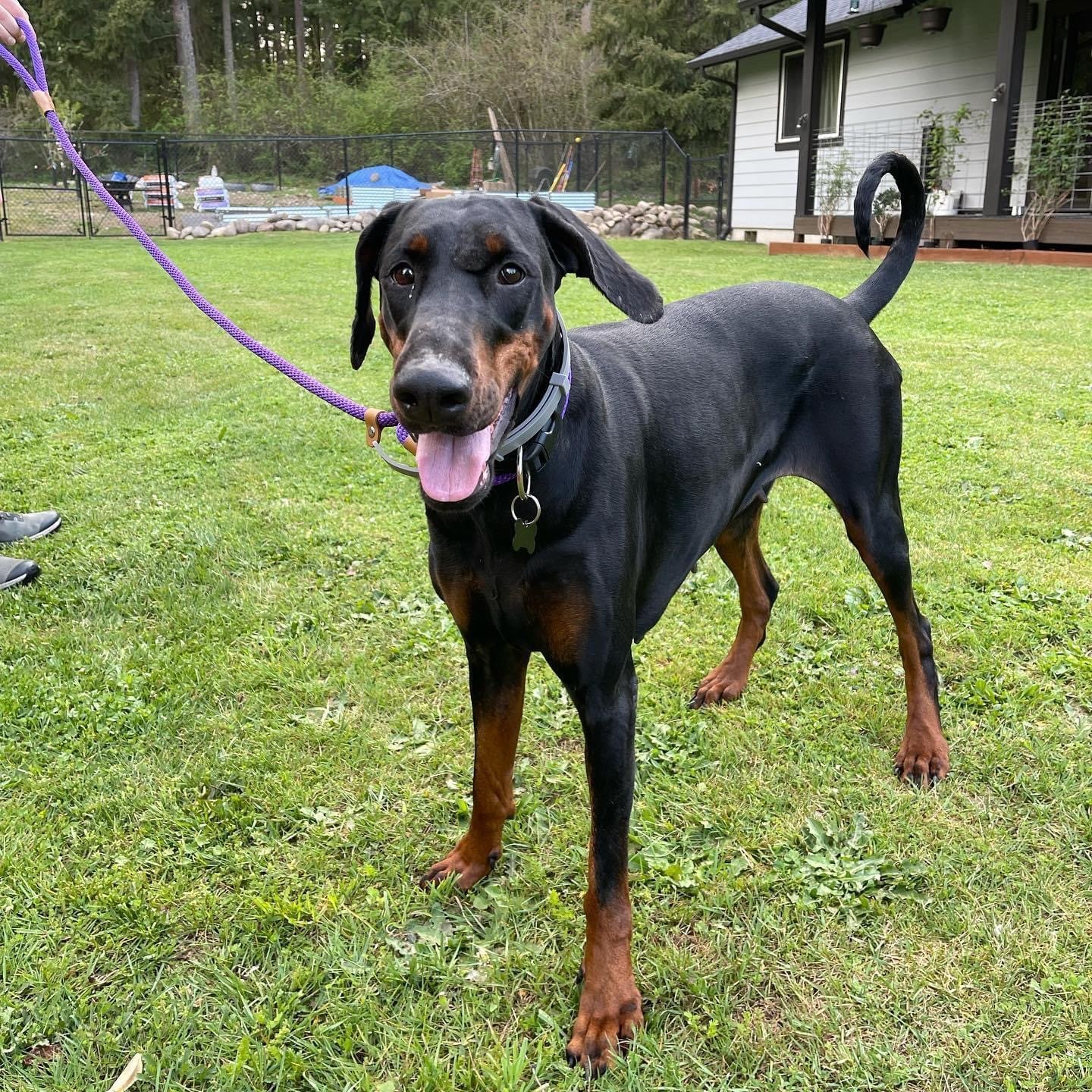 Ruby the Doberman