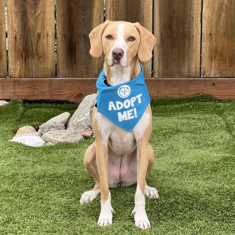 Flora aka Catalina, an adoptable Catahoula Leopard Dog, Mixed Breed in Pacific Grove, CA, 93950 | Photo Image 1