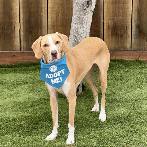 Flora aka Catalina, an adoptable Catahoula Leopard Dog, Mixed Breed in Pacific Grove, CA, 93950 | Photo Image 2