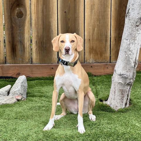 Flora aka Catalina, an adoptable Catahoula Leopard Dog, Mixed Breed in Pacific Grove, CA, 93950 | Photo Image 3