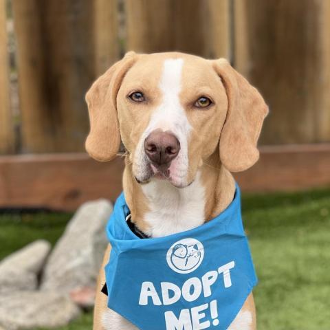 Flora aka Catalina, an adoptable Catahoula Leopard Dog, Mixed Breed in Pacific Grove, CA, 93950 | Photo Image 5