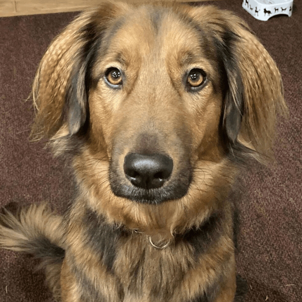 Rico, an adoptable Xoloitzcuintli / Mexican Hairless, Collie in Victoria, BC, V9B 4T7 | Photo Image 1