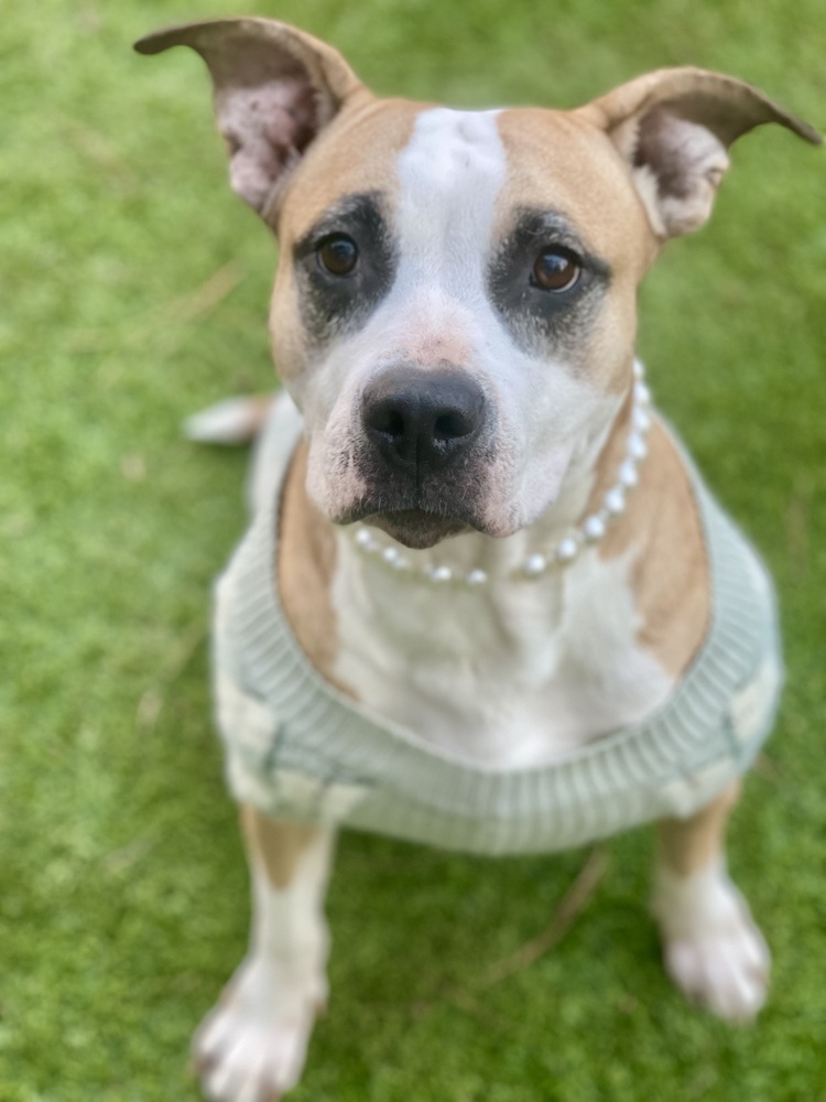 Merle, an adoptable Mixed Breed in Dunwoody, GA, 30338 | Photo Image 2