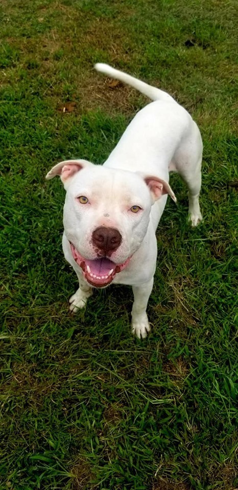 Prince, an adoptable Pit Bull Terrier in Lafayette, LA, 70598 | Photo Image 2