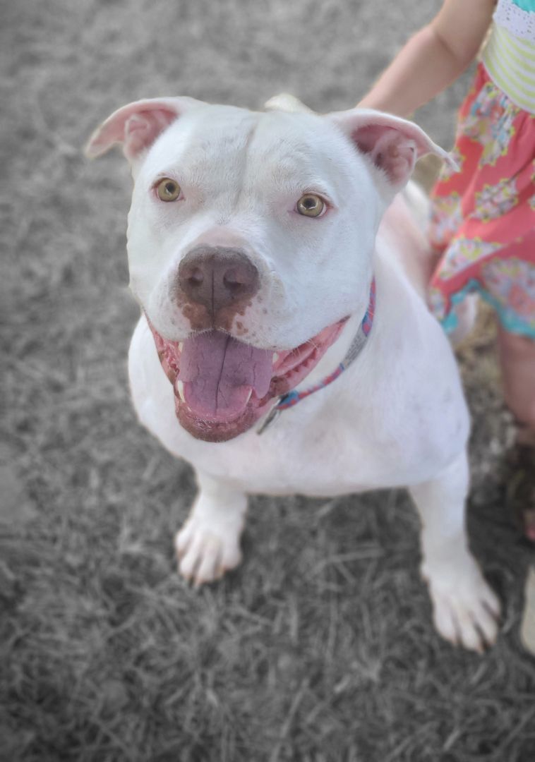 Prince, an adoptable Pit Bull Terrier in Lafayette, LA, 70598 | Photo Image 1