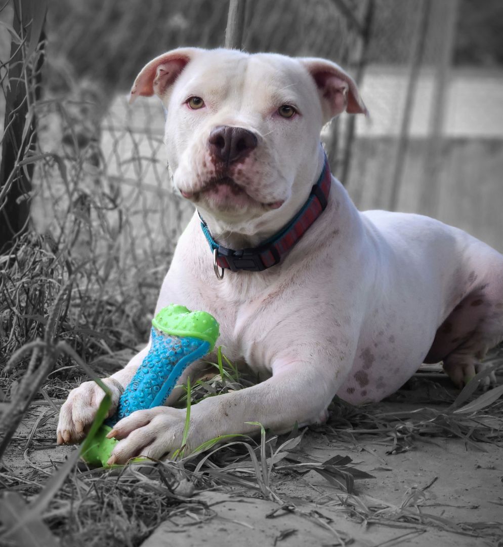 Prince, an adoptable Pit Bull Terrier in Lafayette, LA, 70598 | Photo Image 4