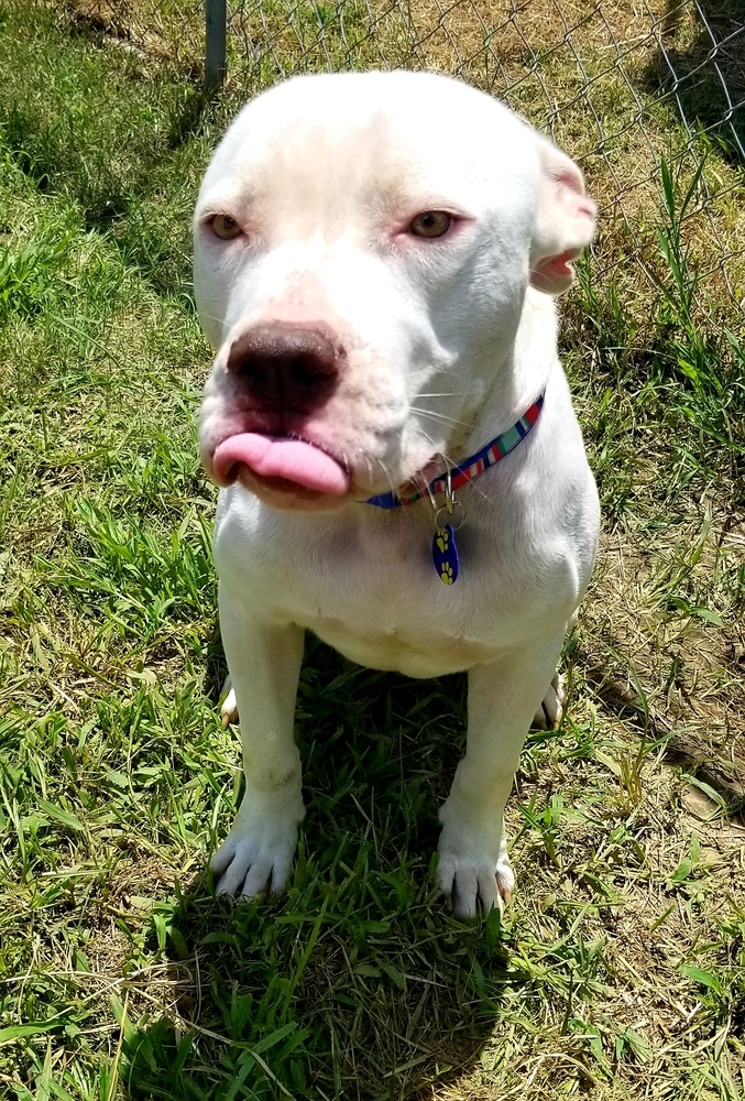 Prince, an adoptable Pit Bull Terrier in Lafayette, LA, 70598 | Photo Image 5