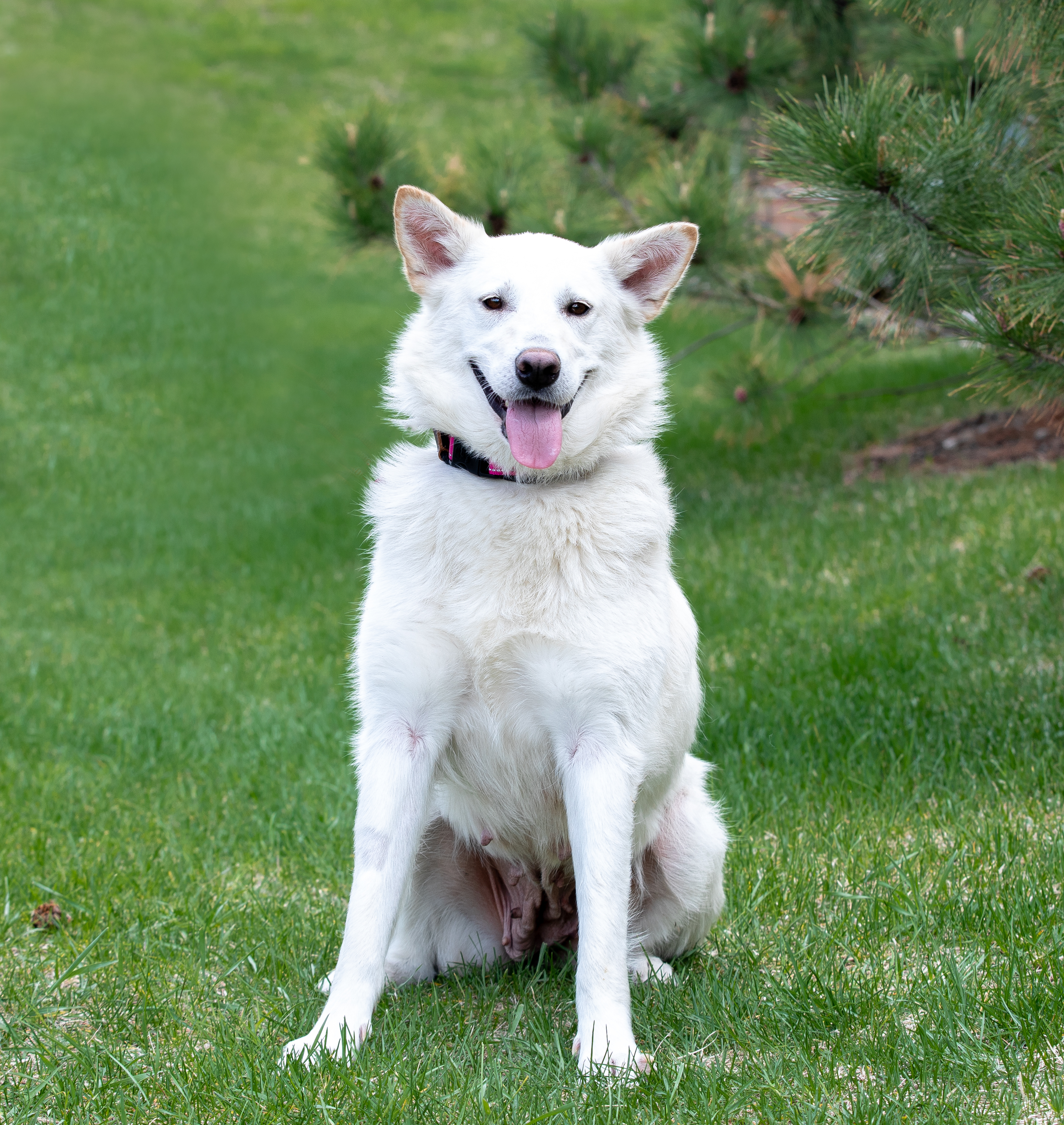 April, an adoptable Alaskan Malamute, German Shepherd Dog in Farmington, MN, 55024 | Photo Image 1
