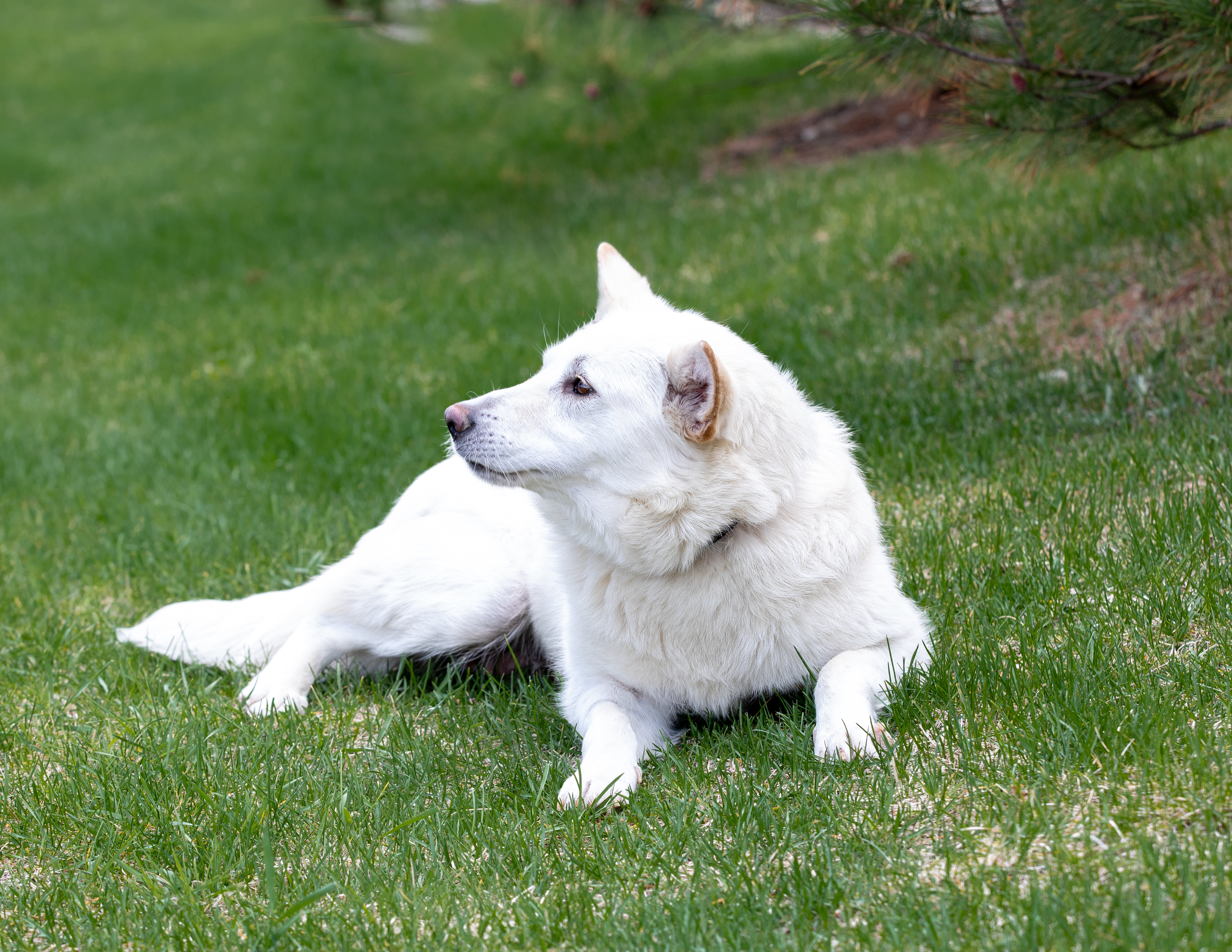 April, an adoptable Alaskan Malamute, German Shepherd Dog in Farmington, MN, 55024 | Photo Image 2