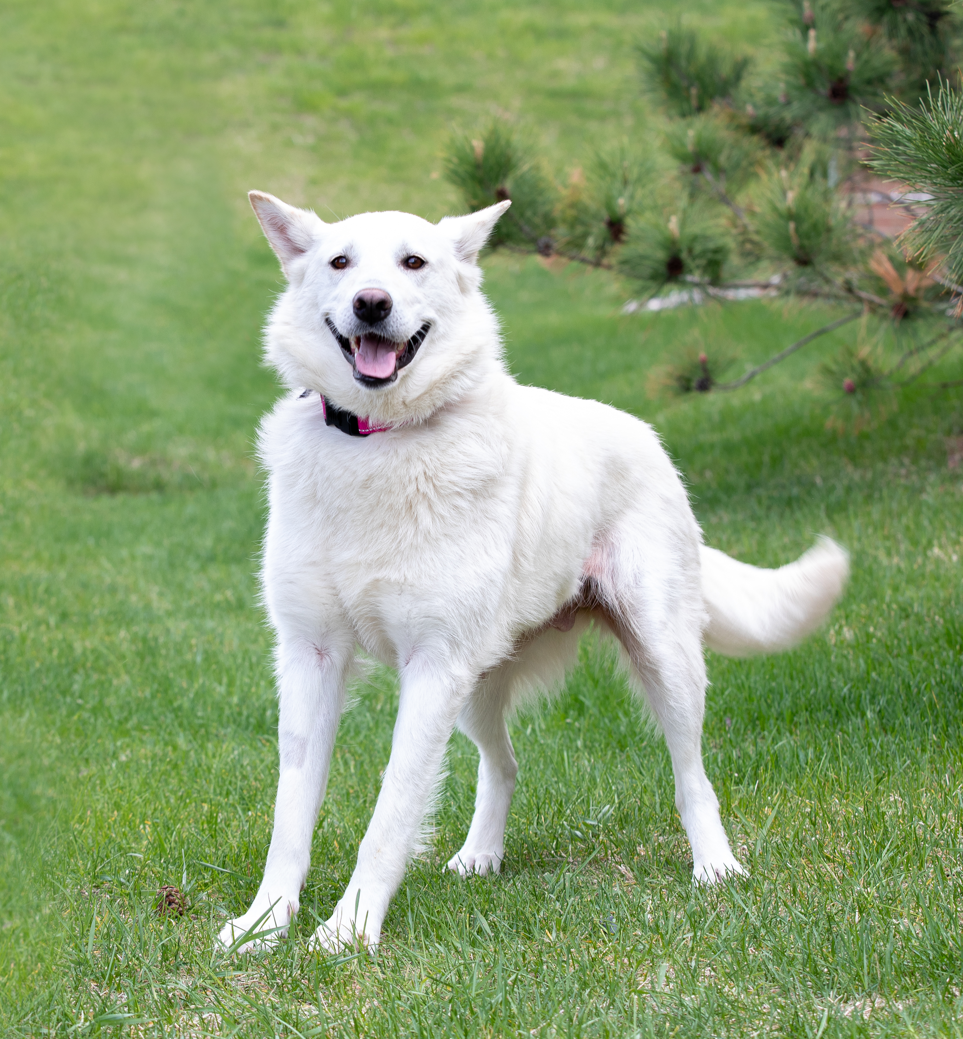 April, an adoptable Alaskan Malamute, German Shepherd Dog in Farmington, MN, 55024 | Photo Image 3