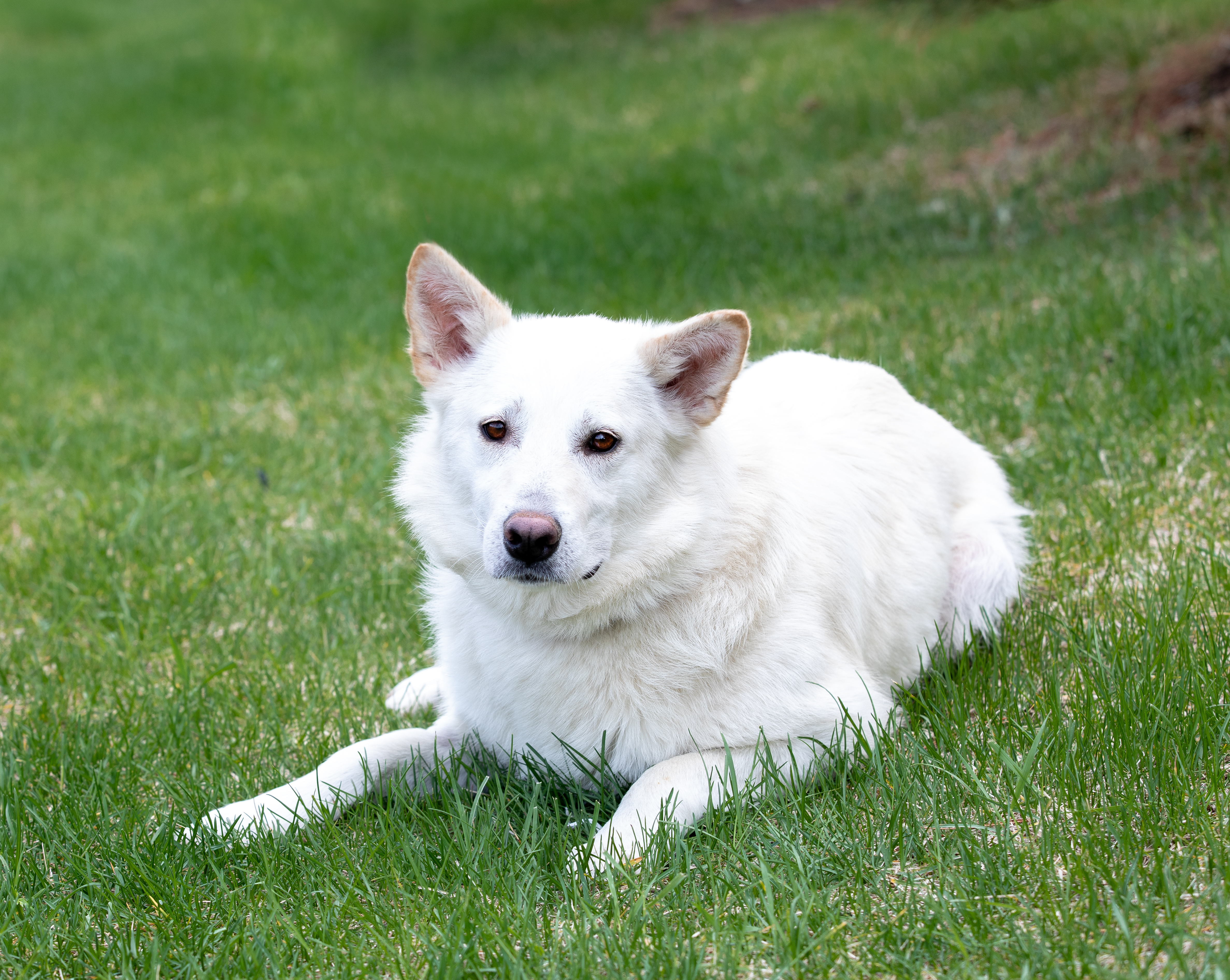 April, an adoptable Alaskan Malamute, German Shepherd Dog in Farmington, MN, 55024 | Photo Image 4
