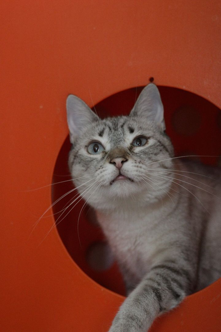 Sweet Tea, an adoptable Domestic Short Hair & Siamese Mix in Los Angeles, CA_image-2