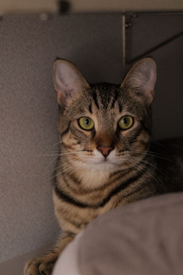 Portland, an adoptable Domestic Short Hair & Tabby Mix in Los Angeles, CA_image-2