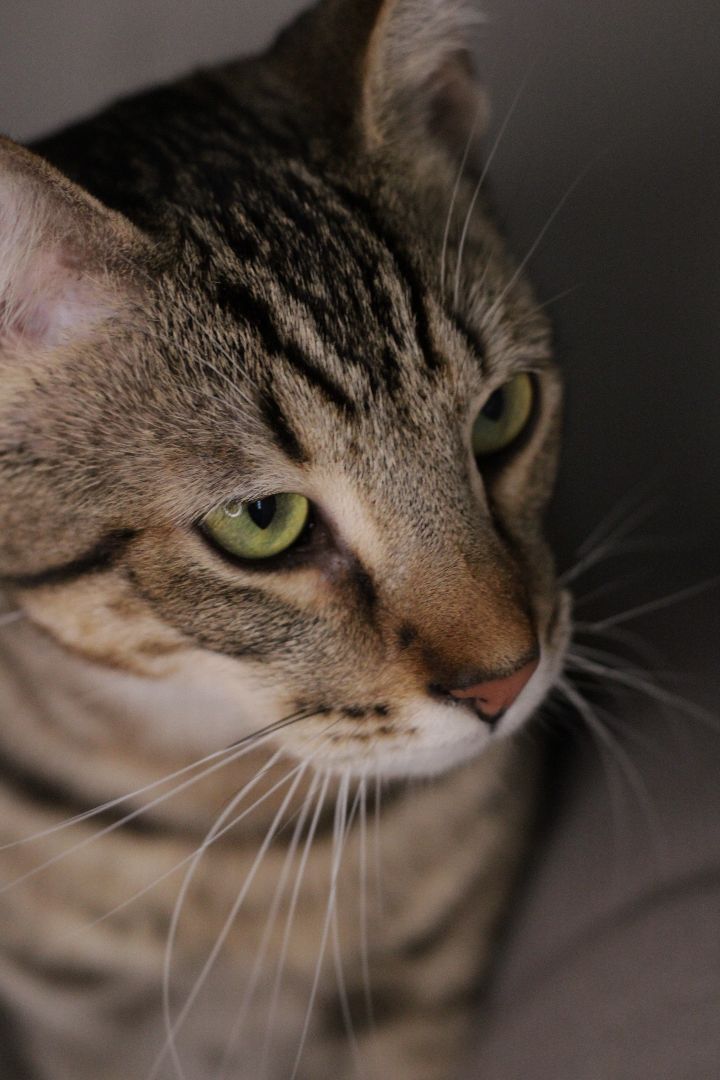 Portland, an adoptable Domestic Short Hair & Tabby Mix in Los Angeles, CA_image-3