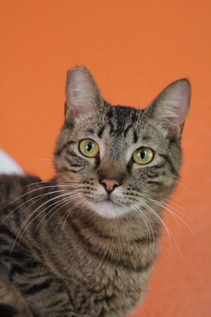 Mr.White, an adoptable Domestic Short Hair & Tabby Mix in Los Angeles, CA_image-1