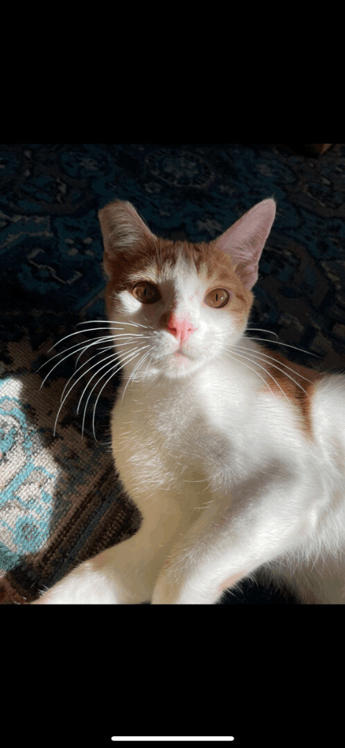 Steve-O, an adoptable Domestic Short Hair & Tabby Mix in Los Angeles, CA_image-1
