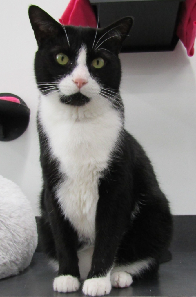 Tux, an adoptable Domestic Short Hair in Leonardtown, MD, 20636 | Photo Image 1
