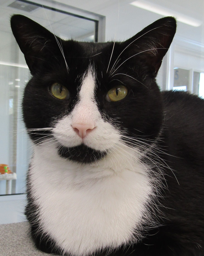 Tux, an adoptable Domestic Short Hair in Leonardtown, MD, 20636 | Photo Image 2