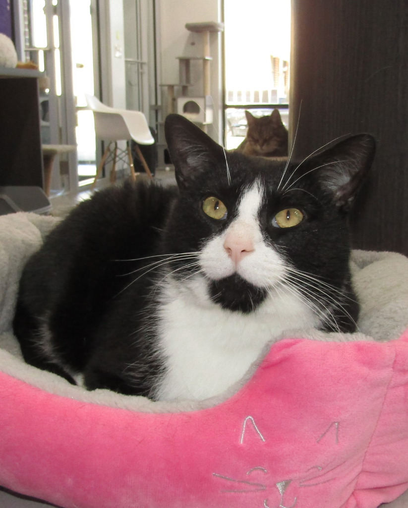 Tux, an adoptable Domestic Short Hair in Leonardtown, MD, 20636 | Photo Image 4