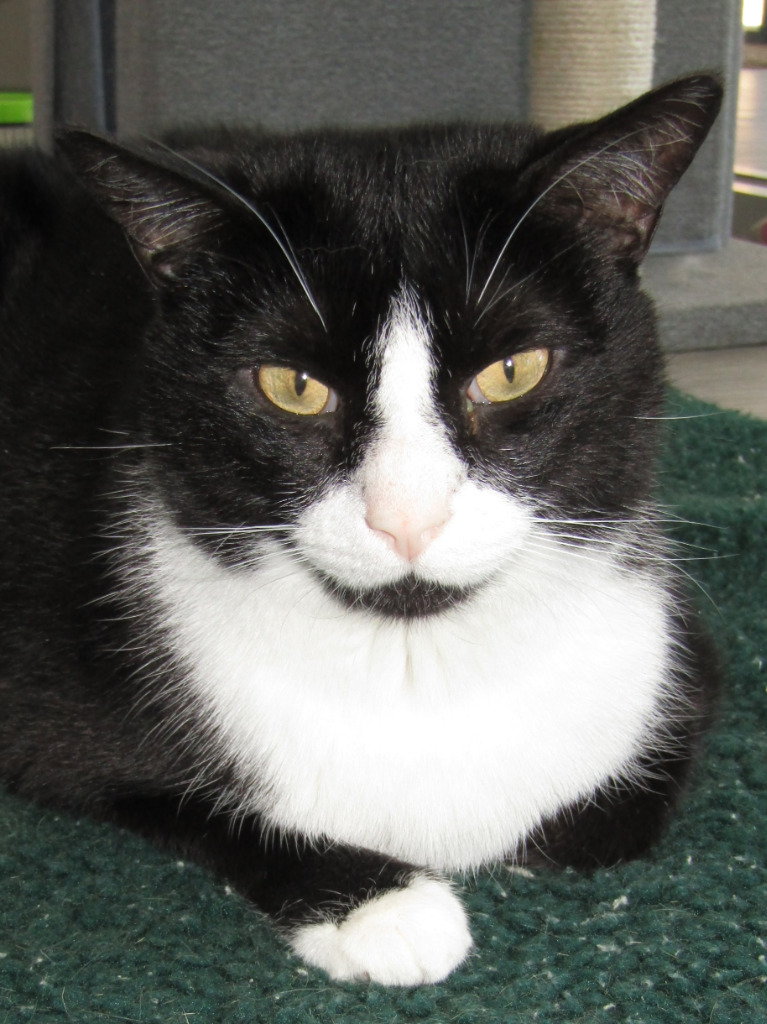 Tux, an adoptable Domestic Short Hair in Leonardtown, MD, 20636 | Photo Image 5