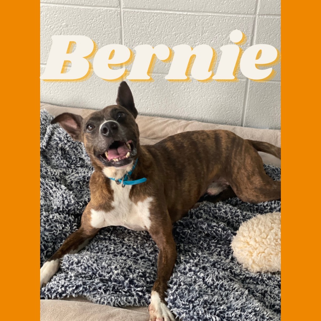 Bernie