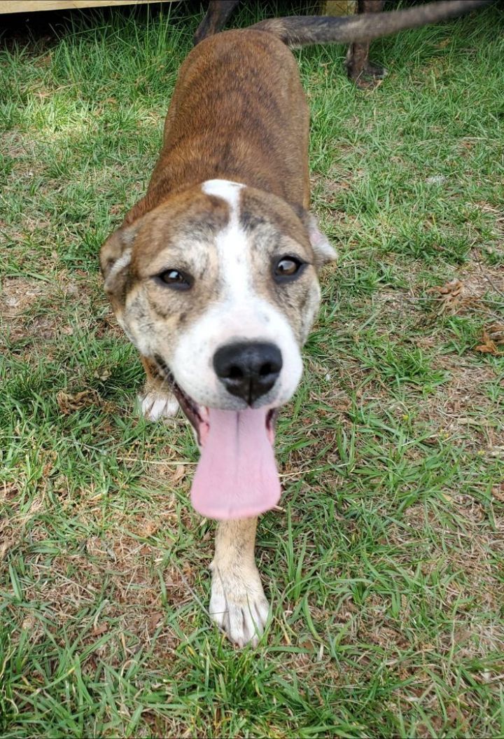 Mo Anderson, an adopted Mixed Breed in Greenville, NC_image-1