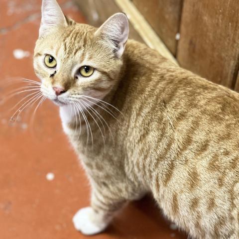 Mercutio, an adoptable Domestic Short Hair in Mount Juliet, TN, 37122 | Photo Image 1