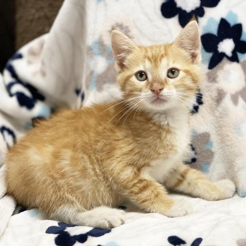 Mercutio, an adoptable Domestic Short Hair in Mount Juliet, TN, 37122 | Photo Image 2