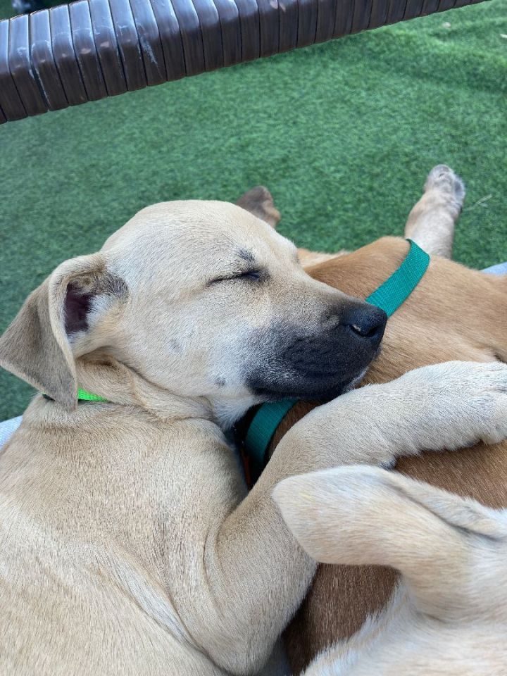 Casey (KC), an adoptable Labrador Retriever Mix in Littleton, CO_image-2