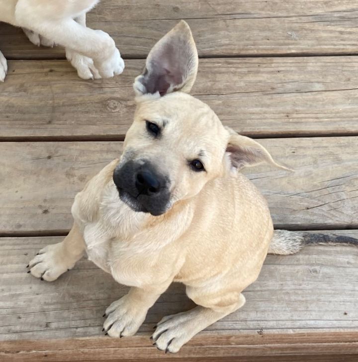 Casey (KC), an adoptable Labrador Retriever Mix in Littleton, CO_image-1