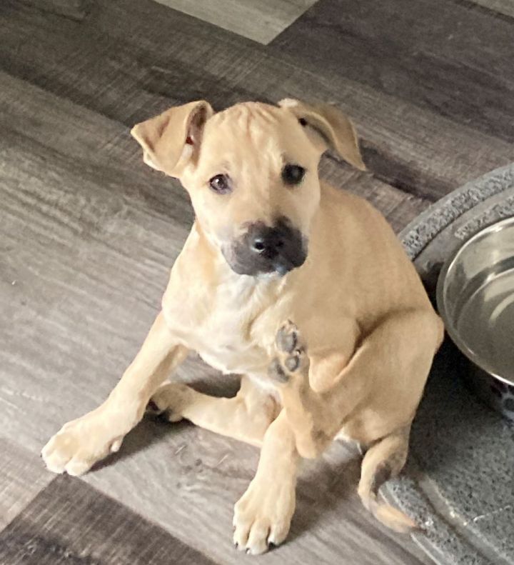 Casey (KC), an adoptable Labrador Retriever Mix in Littleton, CO_image-6