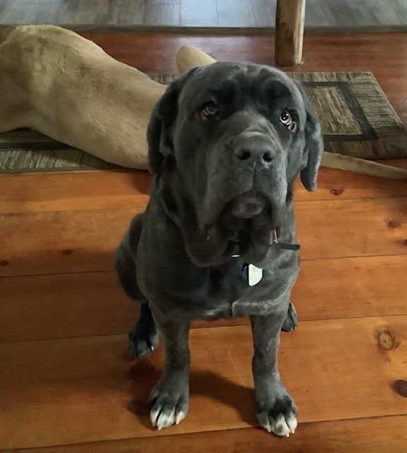 are neapolitan mastiffs good with cats