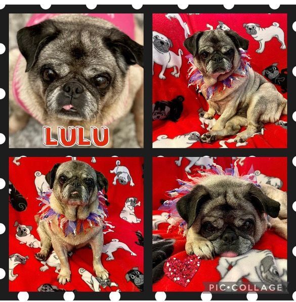 Lulu, an adoptable Pug in Miami, FL_image-2