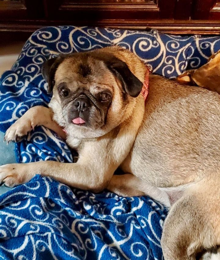 Lulu, an adoptable Pug in Miami, FL_image-1