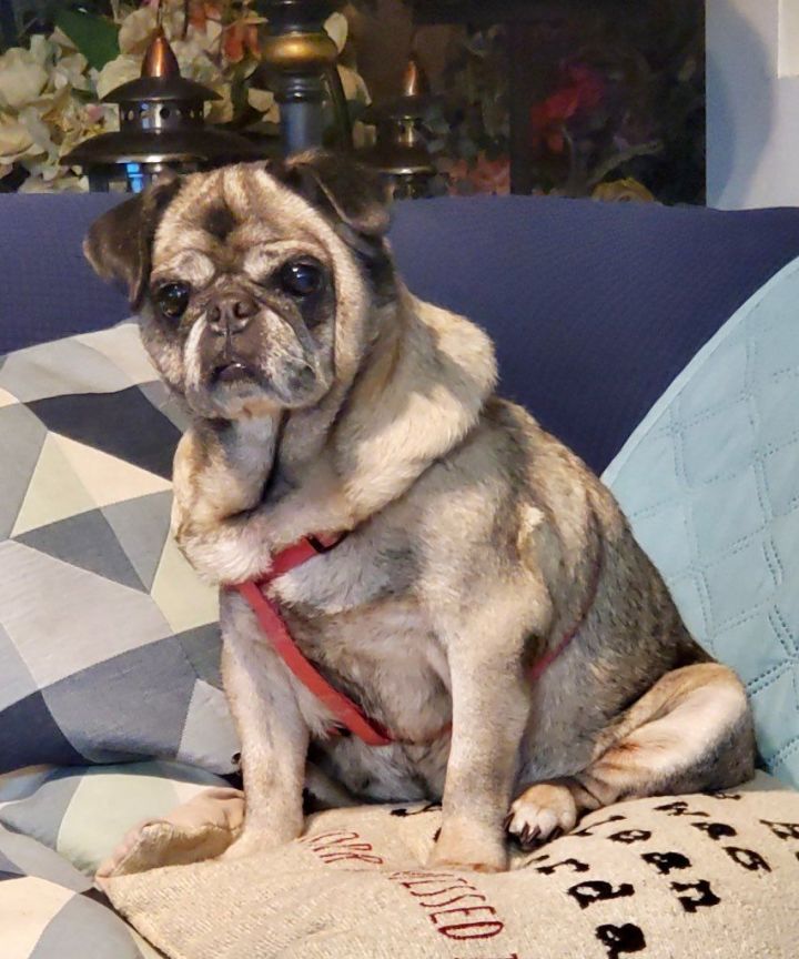 Lulu, an adoptable Pug in Miami, FL_image-3