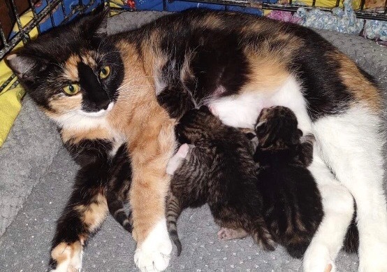 Wanda Moma Cat