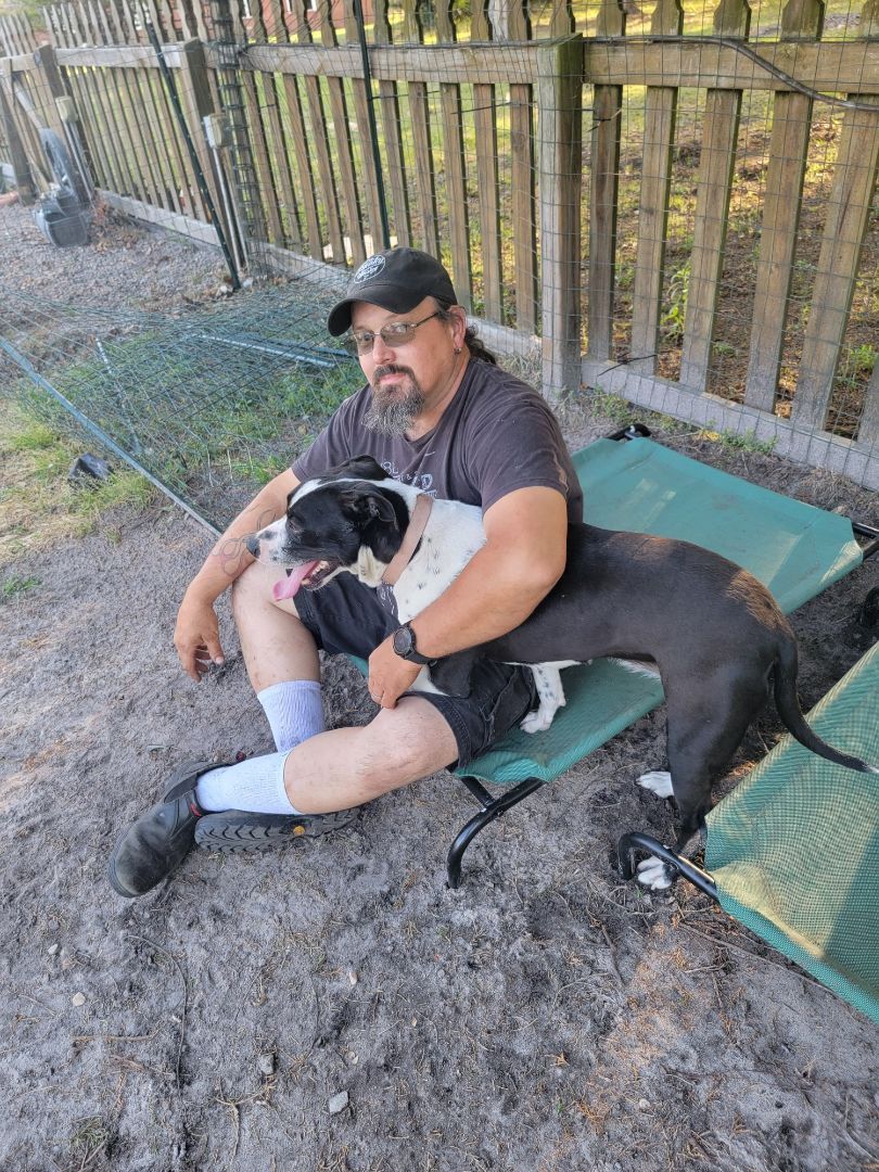 SUGAR, an adoptable American Bully in Orangeburg, SC, 29116 | Photo Image 4