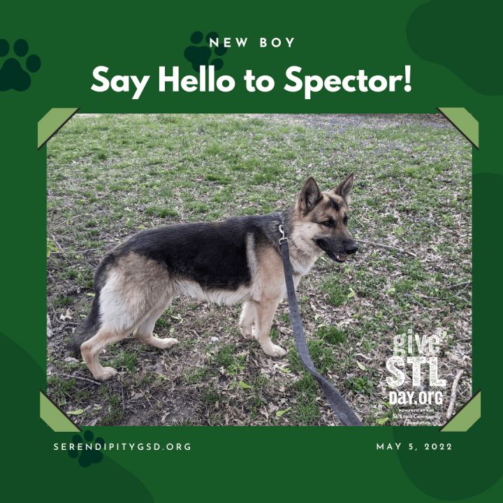 Spector, an adoptable German Shepherd Dog in Chesterfield, MO_image-1