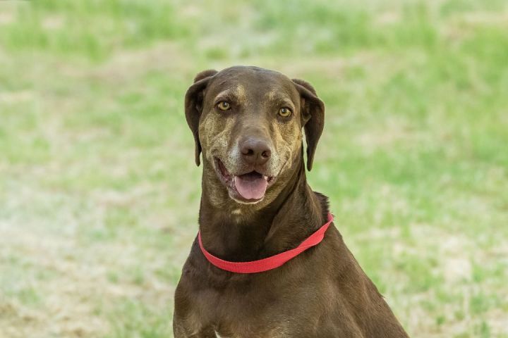 Dog for adoption - Copper, a Doberman Pinscher & Catahoula Leopard Dog