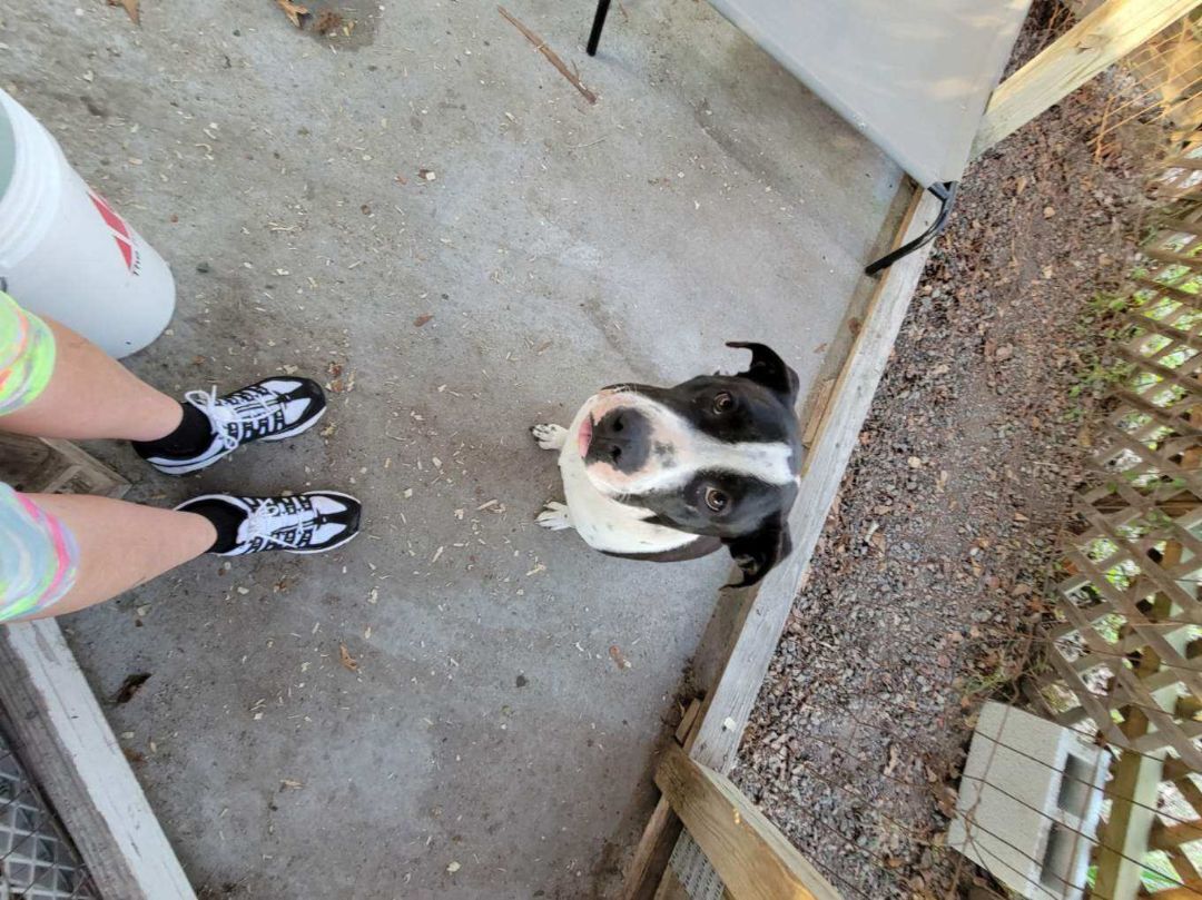 SWEETPEA , an adoptable American Bully, Labrador Retriever in Orangeburg, SC, 29116 | Photo Image 1