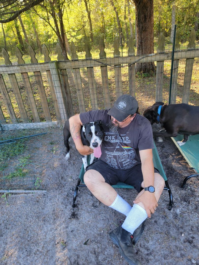 SWEETPEA , an adoptable American Bully, Labrador Retriever in Orangeburg, SC, 29116 | Photo Image 2
