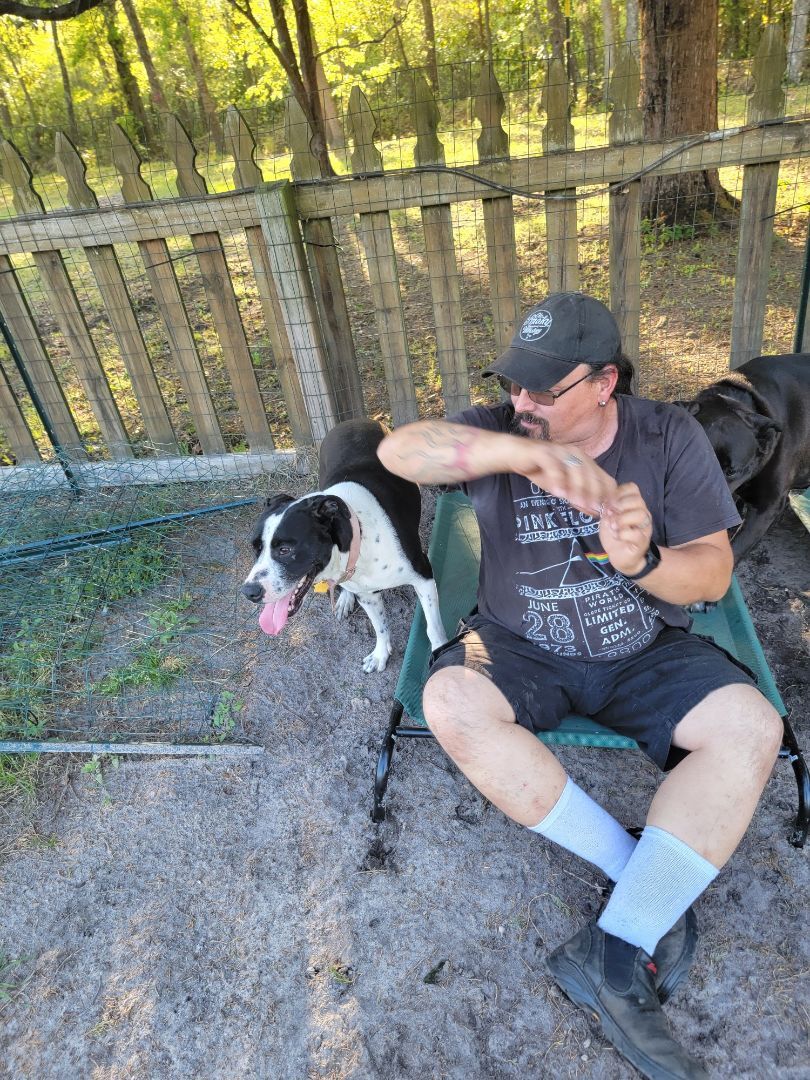 SWEETPEA , an adoptable American Bully, Labrador Retriever in Orangeburg, SC, 29116 | Photo Image 4