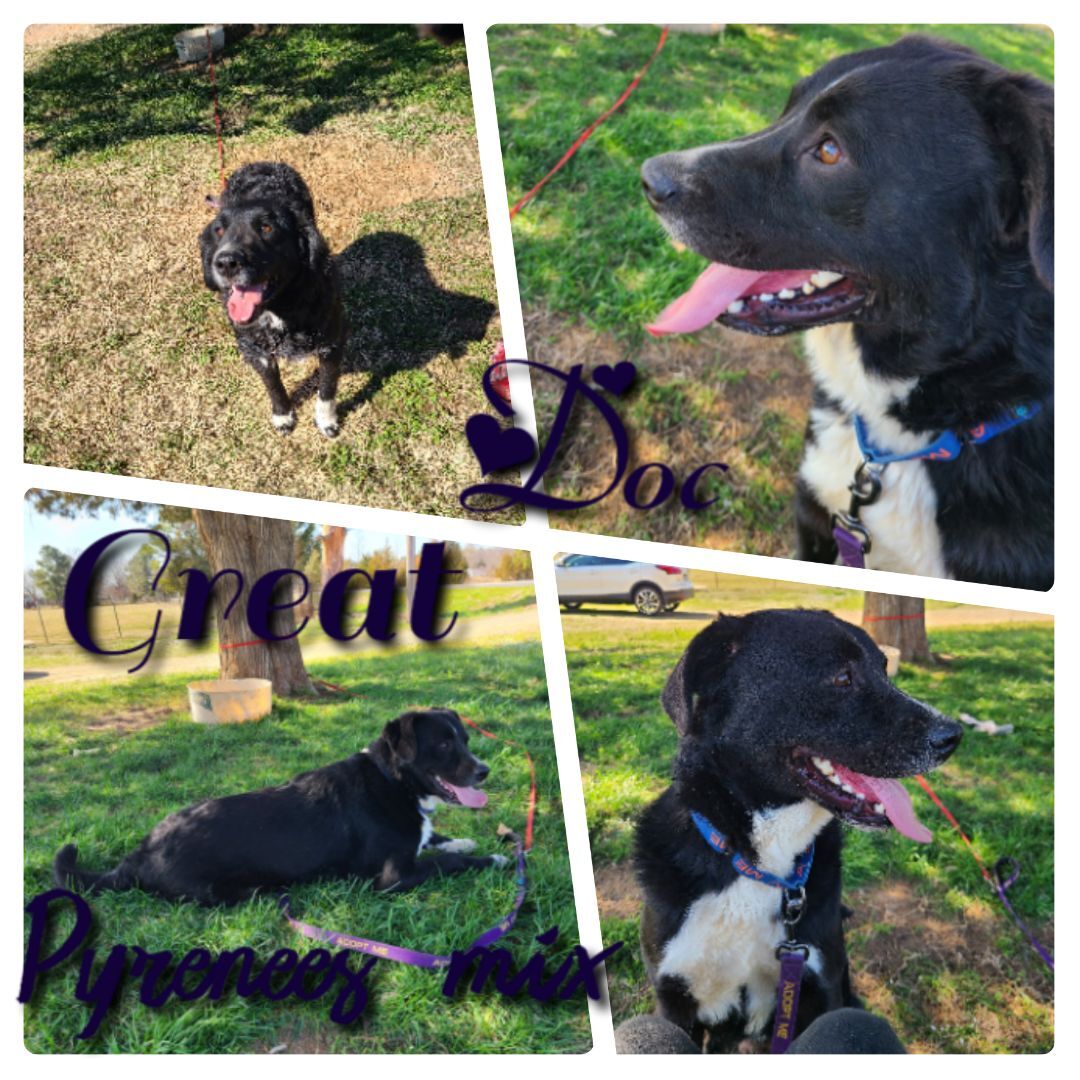 Dog for adoption Doc, a Great Pyrenees & Husky Mix in Ashdown, AR