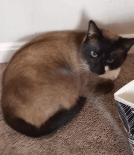 Prince, an adopted Siamese Mix in Louisville, KY_image-1
