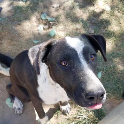 Freckles, an adoptable Border Collie, Australian Cattle Dog / Blue Heeler in Benton City, WA, 99320 | Photo Image 3