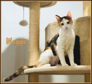 Meet Maggie a sweet affectionate playful Calico kitten - whos not even 5 months old And check 