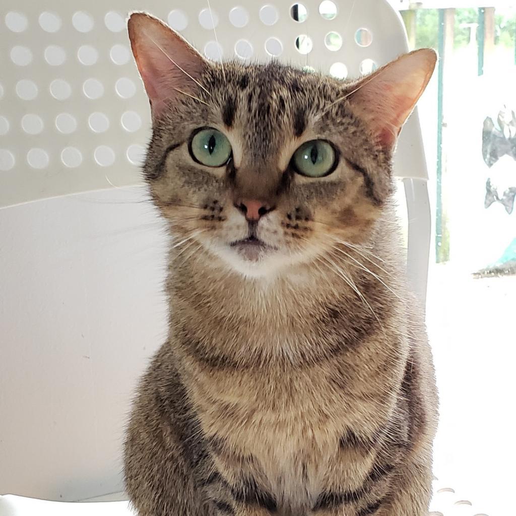 Shoshonne, an adoptable Domestic Short Hair in Franklin , IN, 46131 | Photo Image 1