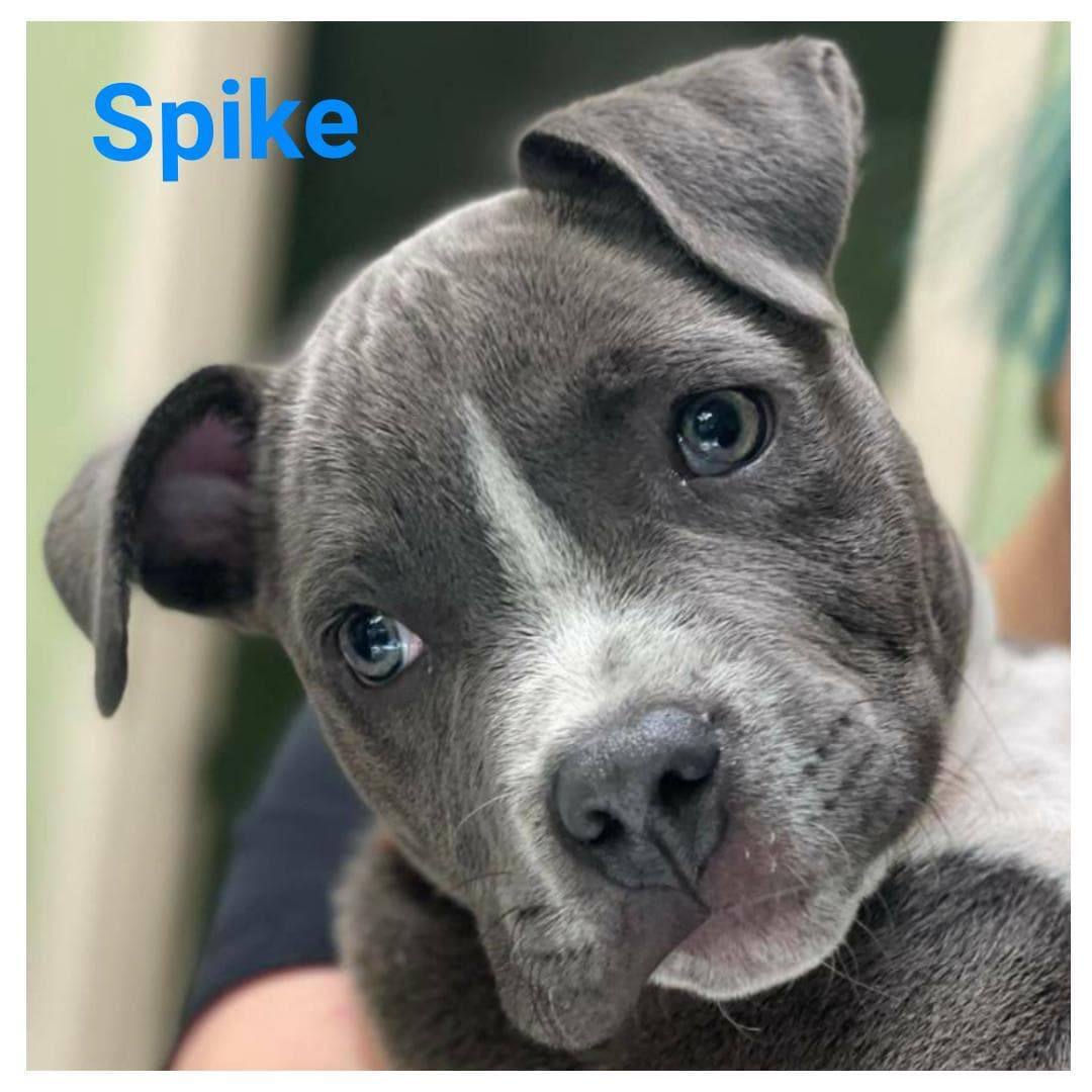 SPIKE